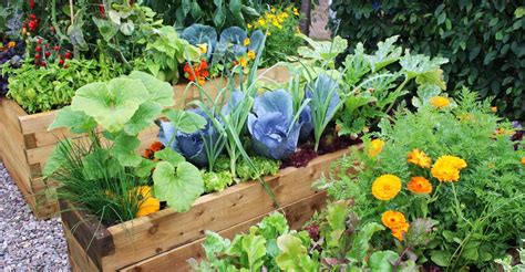Companion Planting in Raised Beds and Containers