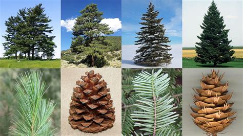 Conifer