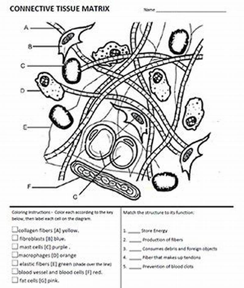 Connective Tissue Matrix Coloring Answer Key