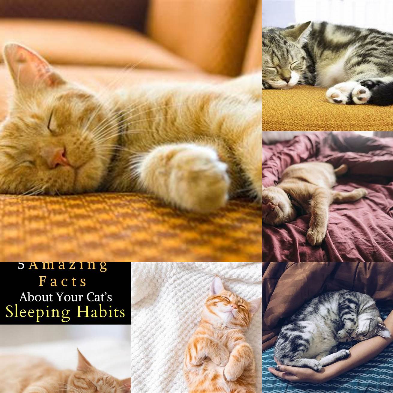 Consider Your Cats Sleeping Habits