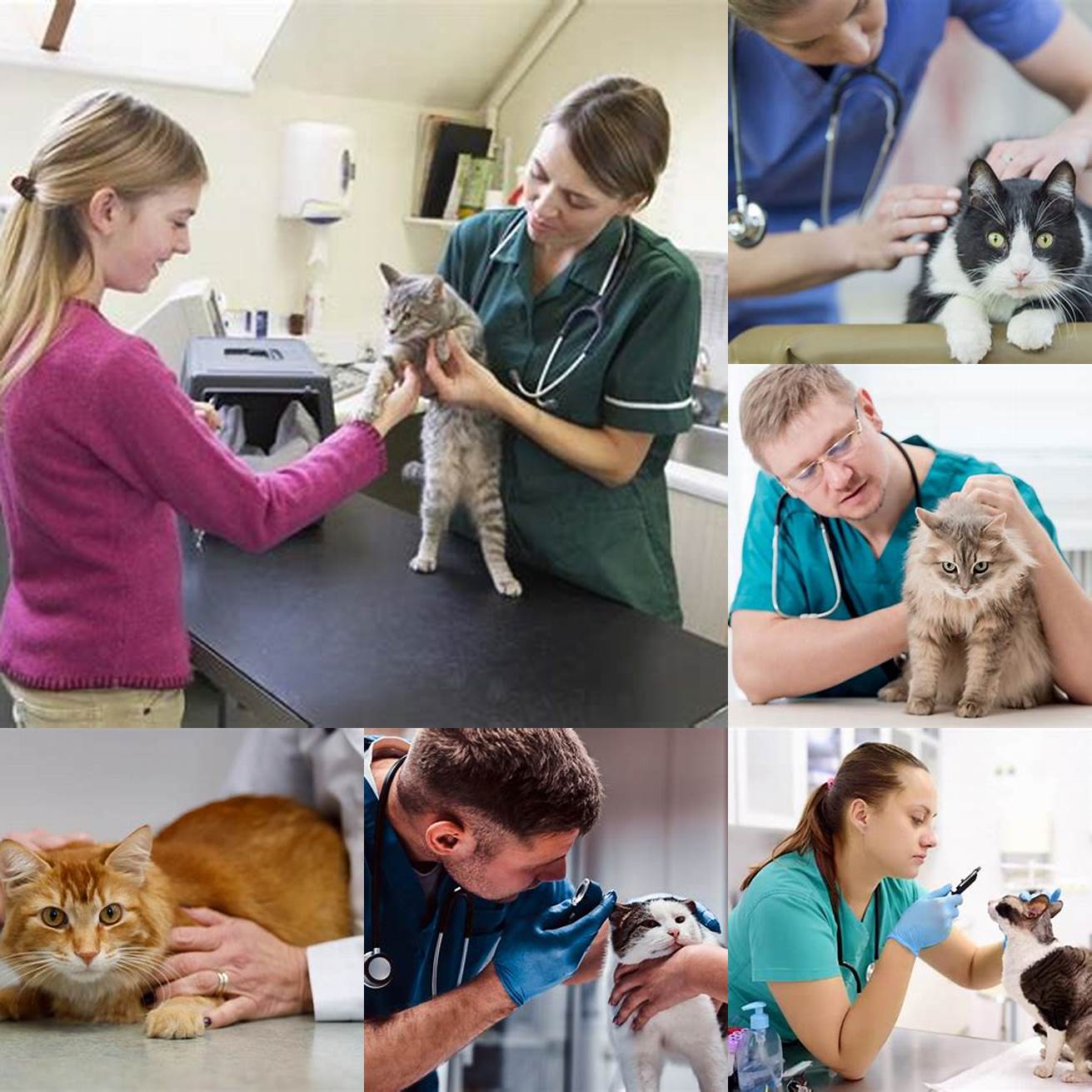 Consult with a veterinarian or animal behaviorist