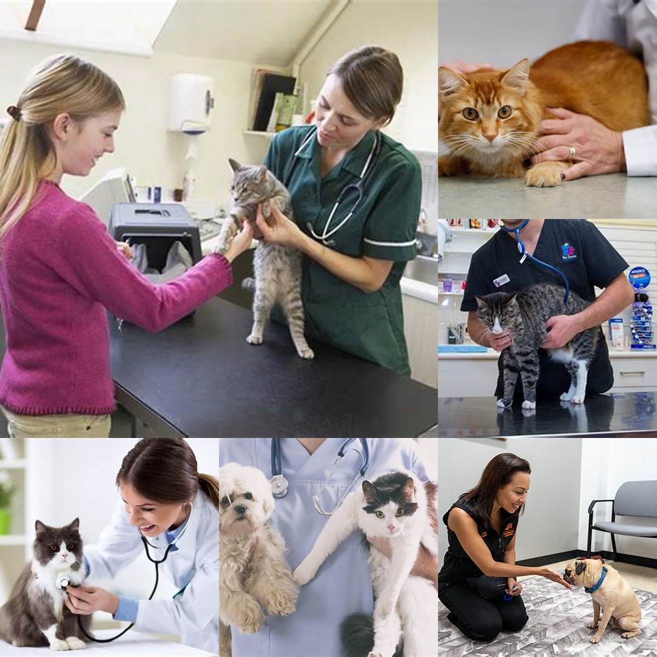 Consult with a veterinarian or animal behaviorist for additional guidance and support