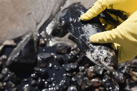 Contaminants in Fish Oil