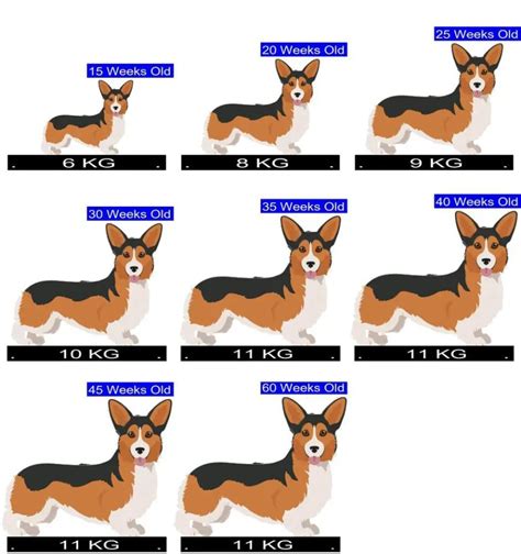 Corgi Size Chart