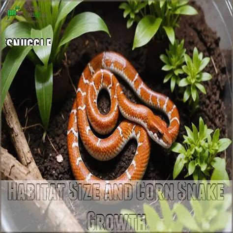 Corn Snake Size Chart