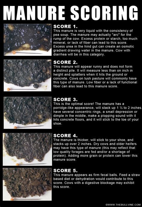 Cow Poop Chart