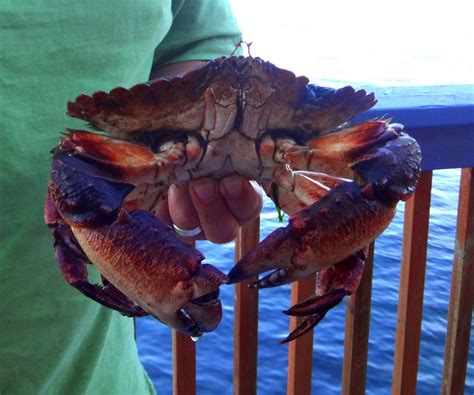 Crabbing Puget Sound