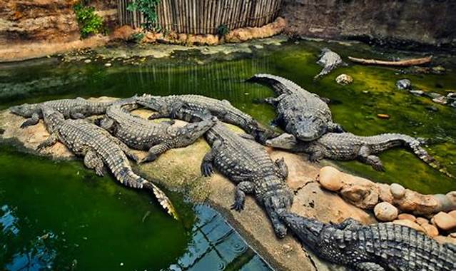 Crocodile Farm Zoo