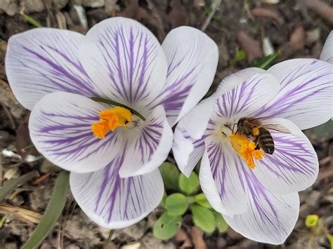 Crocus Request A Free Spring 2013 Catalog Sitelink