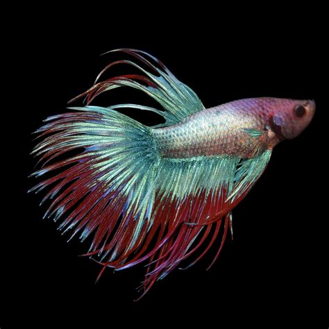 Crowntail Betta Fish