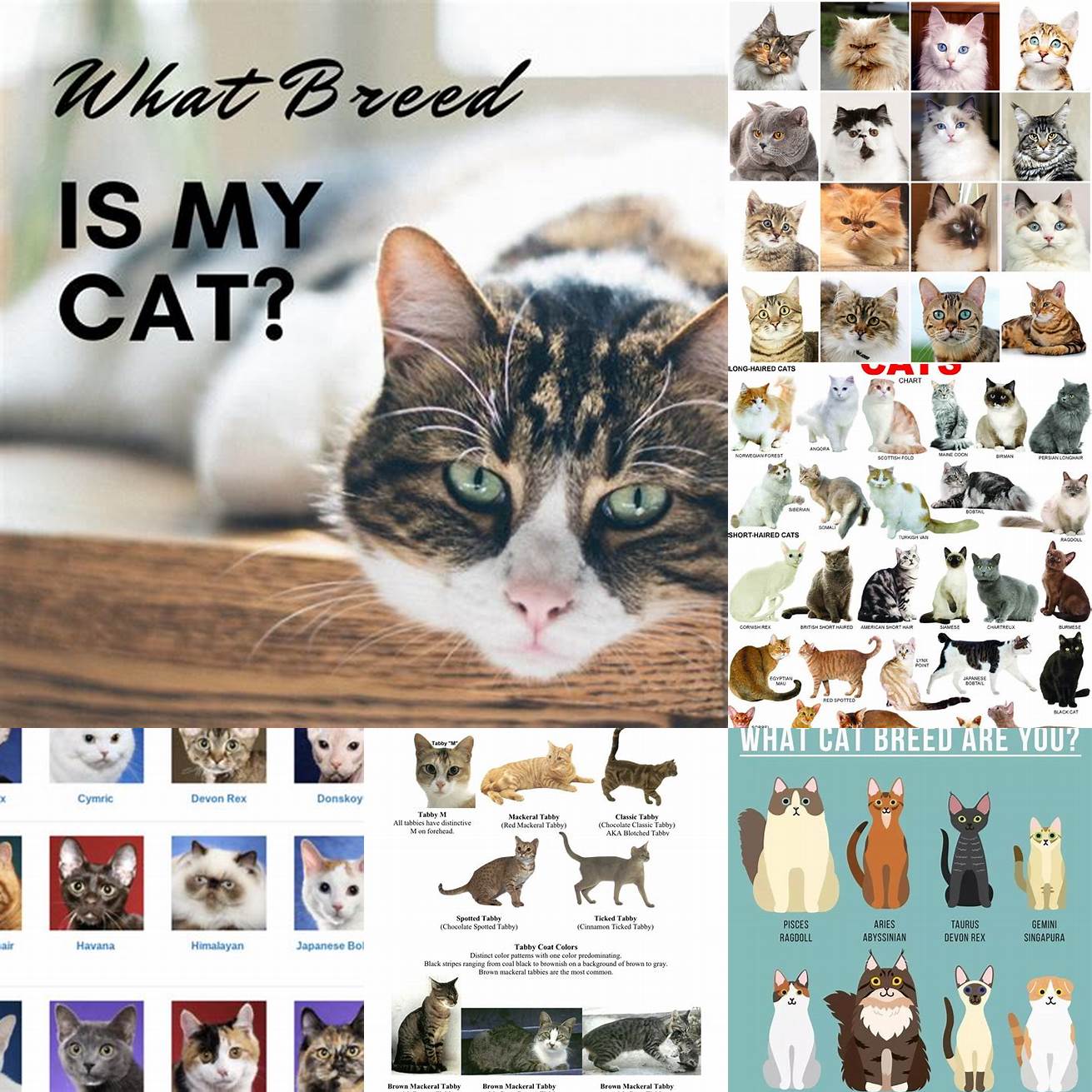Curiosity You may be curious about your cats breed and want to know more about their ancestry