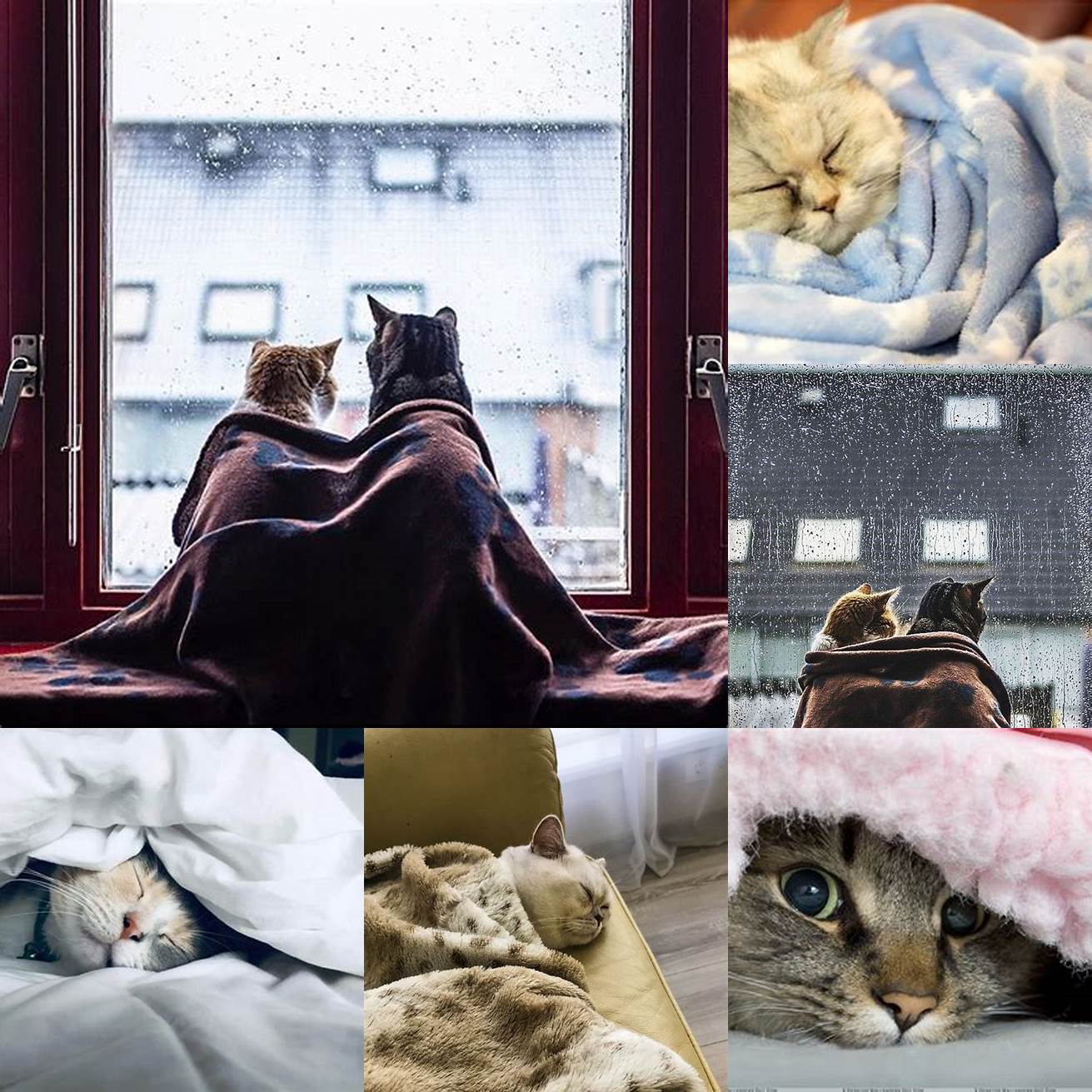 Cute cat and reader cuddling under a blanket on a rainy day