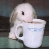 kelinci yang sedang minum kelihatan lucunya sangat menggemaskan