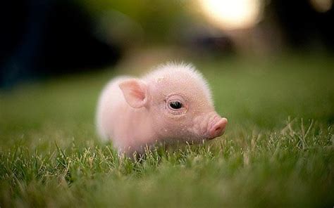 Cute Fluffy Baby Pigs