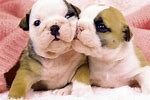 Cute Puppy Love Joey22