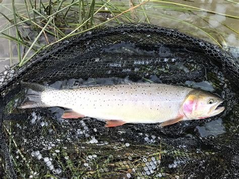 Cutthroat Trout on Lewis River