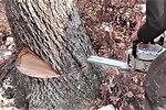 Cutting a Tree to Fall Against Lean