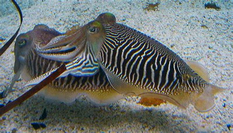 Cuttlefish Zebra Pattern