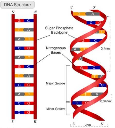 DNA