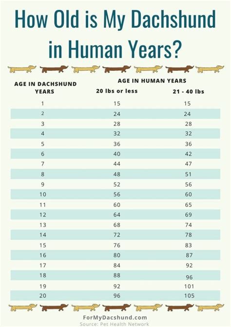 Dachshund Age Chart