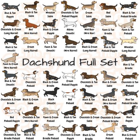 Dachshund Color Chart