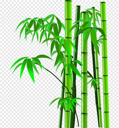 Daun Pohon Bambu Contoh Gambar