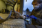 Deer Covid Tests