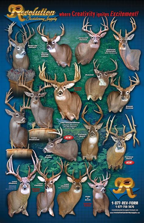 Deer Mount Poses Chart