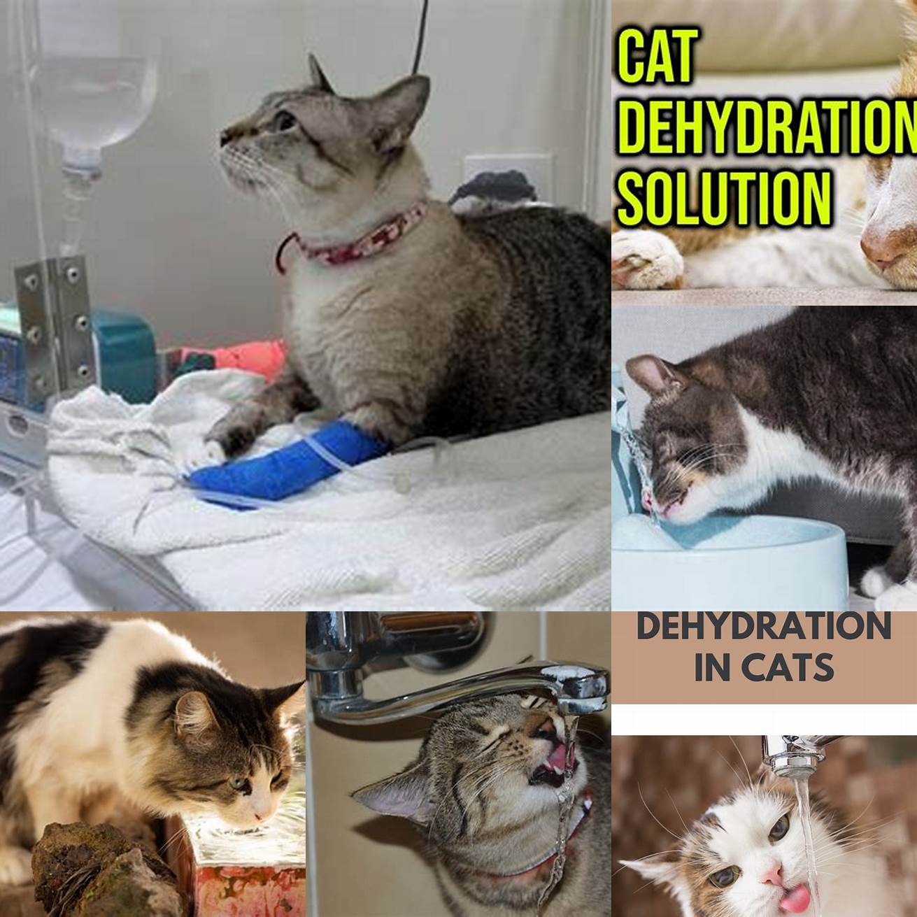Dehydration Enemas can cause cats to become dehydrated which can lead to serious health issues