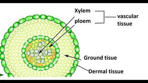 Dermal tissue plants