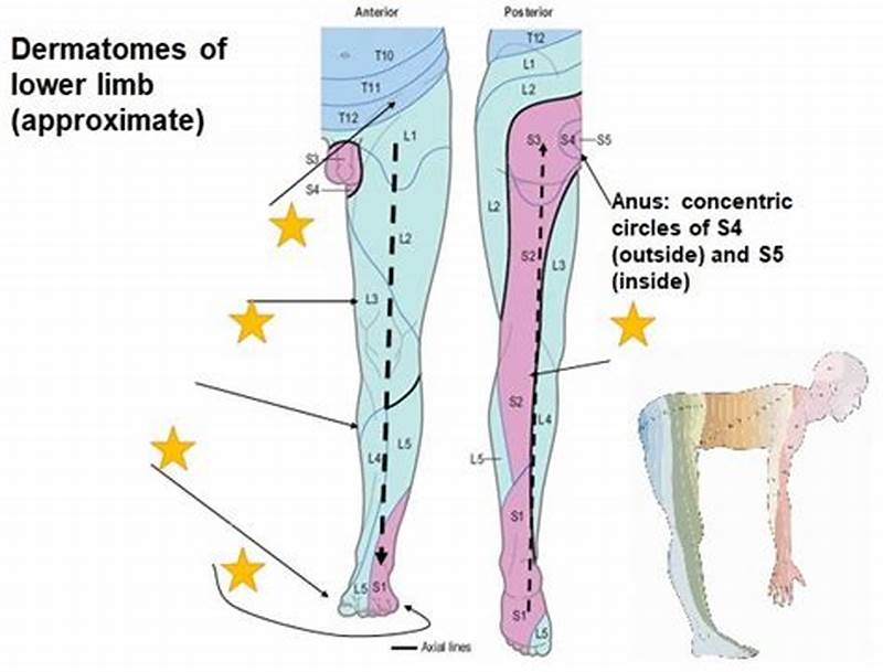 Dermatomal Pattern Lower Extremity