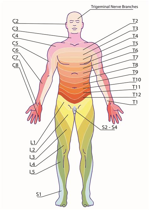 Dermatome Pain Chart