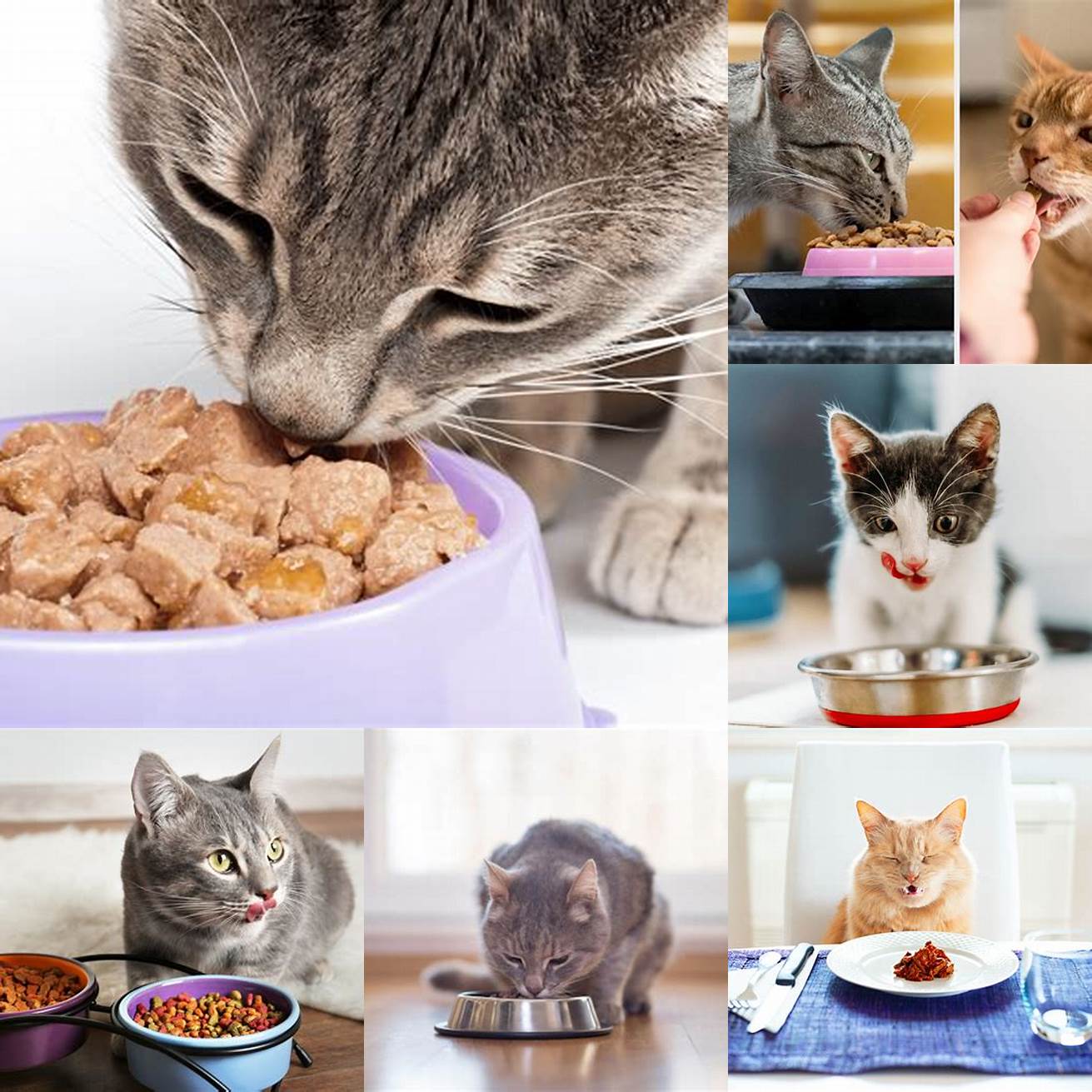 Design Choose a design that suits your cats eating habits