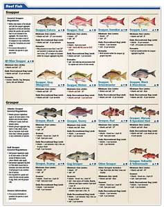 Destin Florida Fishing Regulations