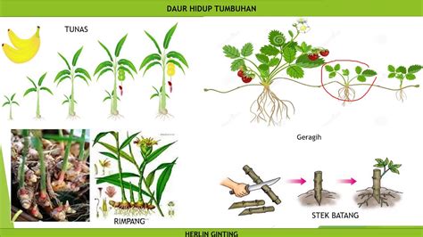 Detail yang Hidup