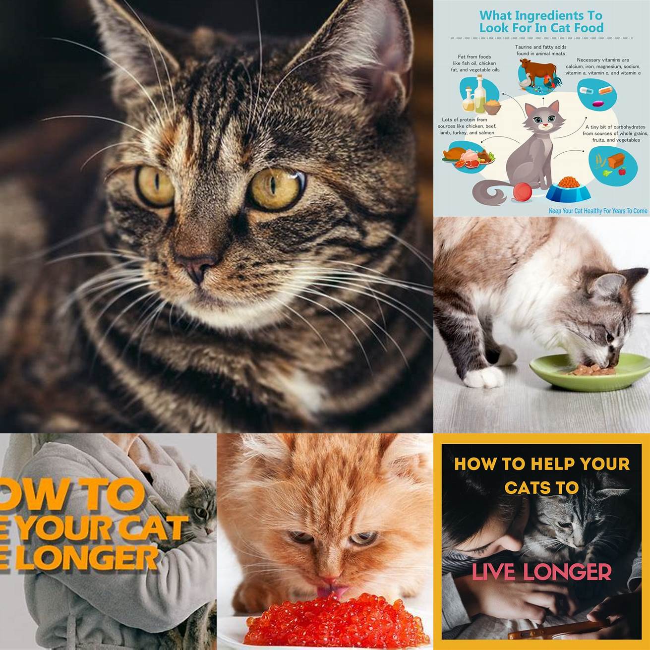 Diet A healthy diet can help your cat live a longer and healthier life