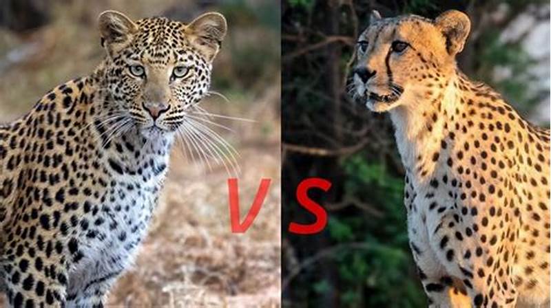 Difference Between Leopard And Cheetah Pattern