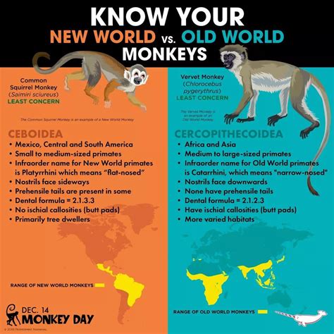 Difference Between New World And Old World Monkeys Chart