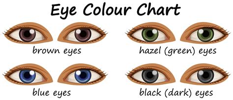 Different Colored Eyes Chart