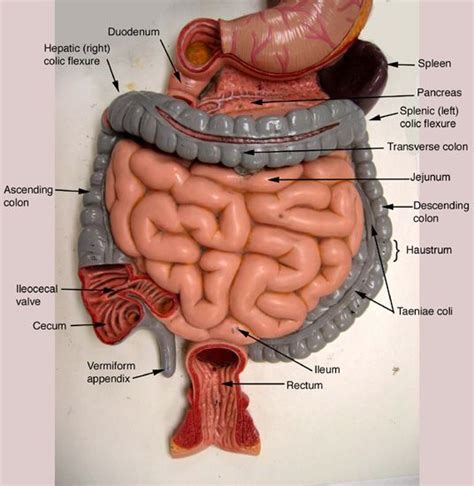 Digestive Model