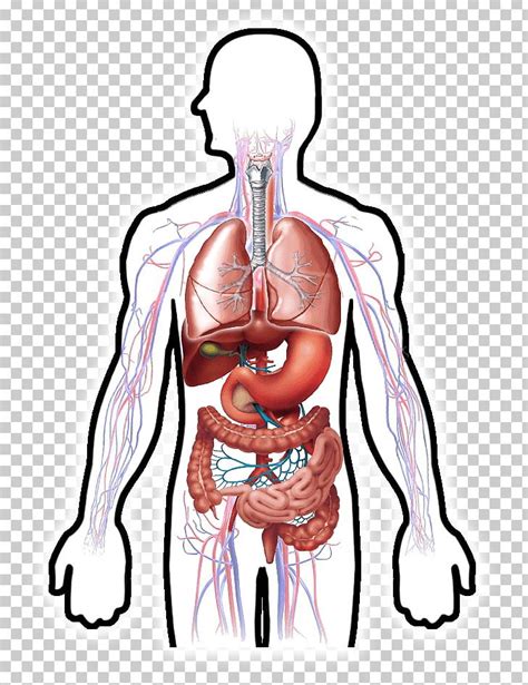 Digestive and Circulatory Systems