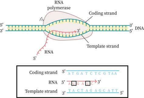 Dna Coding Strand To Dna Template Strand