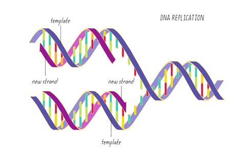 Dna Replication Template Strand