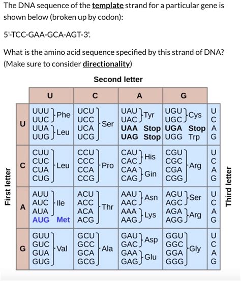 Dna Sequence Template