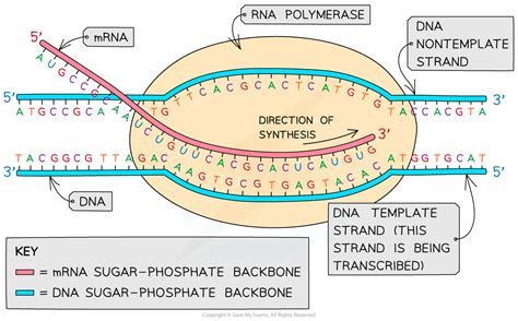 Dna Strand Template