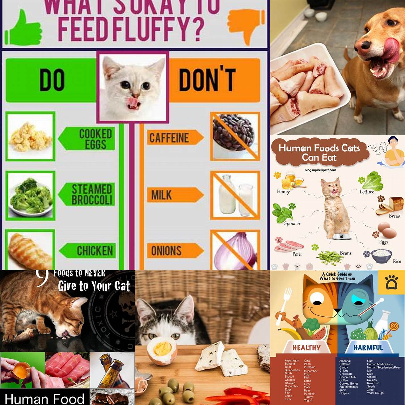 Do not rely on human food as a substitute for dog food