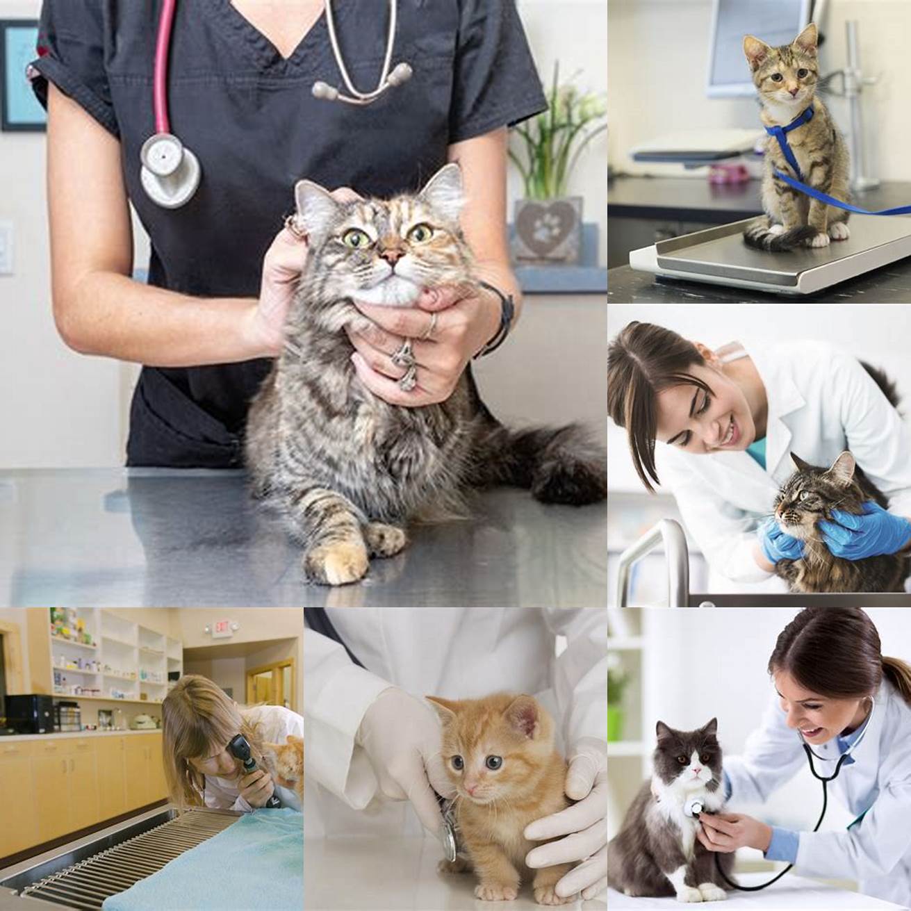 Do not try to diagnose or treat the problem on your own without consulting a veterinarian