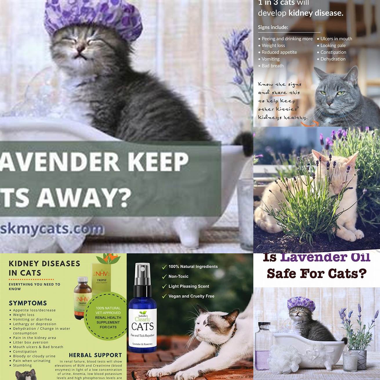 Do not use lavender products on cats with liver or kidney problems