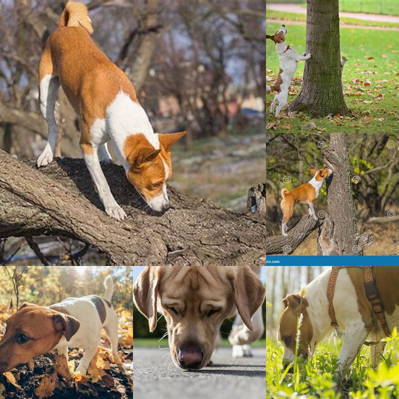 Dog sniffing a tree