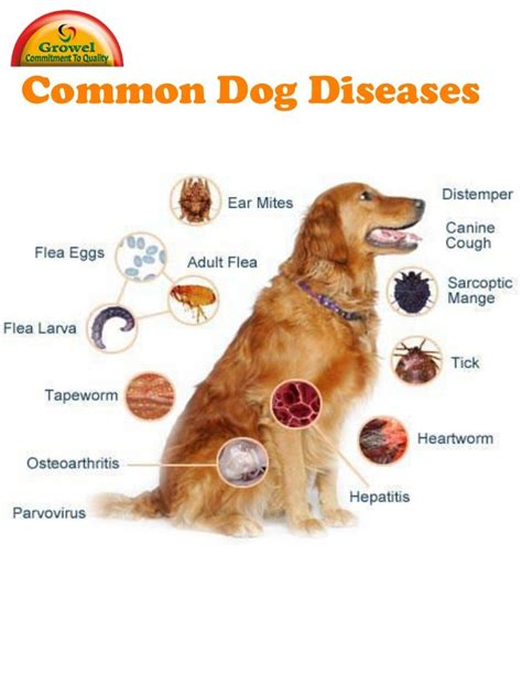 Dog's Health Conditions